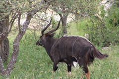 Tragelaphus angasii