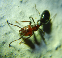 Camponotus lateralis