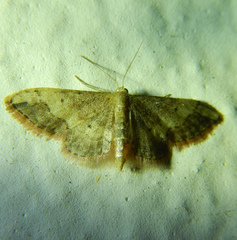 Idaea efflorata
