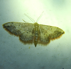 Idaea efflorata