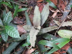 Cryptanthus