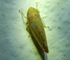 Deltocephalinae