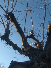 Magnoliopsida