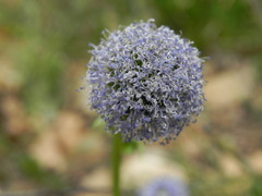 Globularia bisnagarica