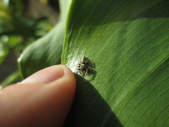 Opisthoncus polyphemus