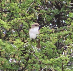 Bradornis mariquensis