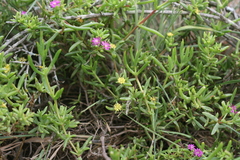 Delosperma versicolor