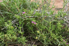 Delosperma versicolor