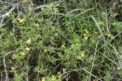 Delosperma versicolor