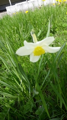 Narcissus × incomparabilis
