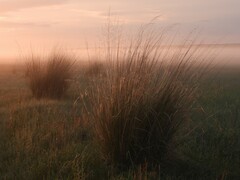 Stipa splendens