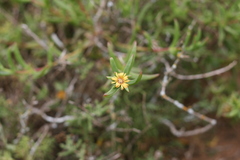 Delosperma versicolor