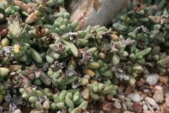Corpuscularia lehmannii