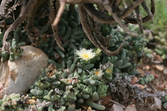 Corpuscularia lehmannii