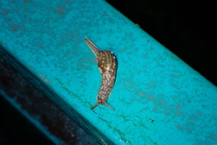 Helicarionoidea