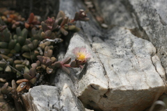 Corpuscularia lehmannii