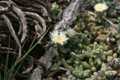 Corpuscularia lehmannii