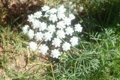 Ammi majus