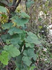 Rubus alceifolius