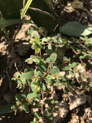 Euphorbia humifusa