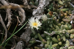 Corpuscularia lehmannii