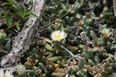 Corpuscularia lehmannii