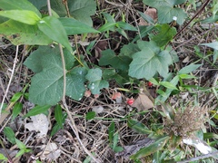 Rubus alceifolius