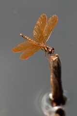 Perithemis tenera