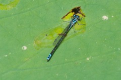 Enallagma novaehispaniae