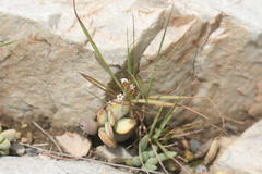 Adromischus sphenophyllus