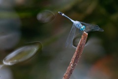 Micrathyria aequalis