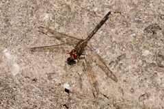 Dythemis sterilis