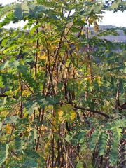 Albizia kalkora