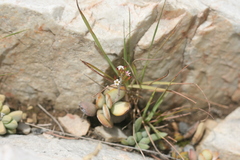 Adromischus sphenophyllus