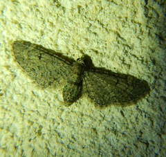 Eupithecia ultimaria