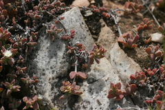 Delosperma litorale