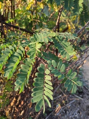 Albizia kalkora