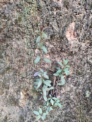 Ardisia villosa