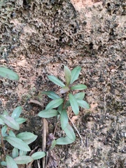 Ardisia villosa