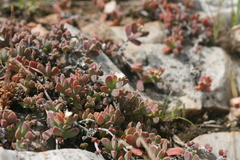 Delosperma litorale
