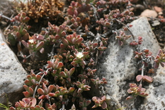 Delosperma litorale