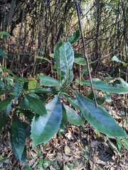 Helicia cochinchinensis