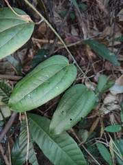Dioscorea cirrhosa