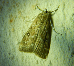 Parapoynx stratiotata