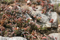 Delosperma litorale
