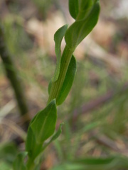 Globularia bisnagarica