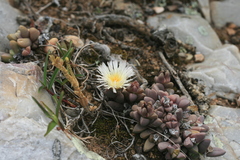 Corpuscularia lehmannii