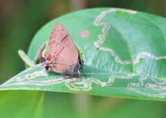 Lamprospilus orcidia