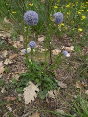 Globularia bisnagarica