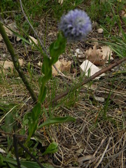 Globularia bisnagarica